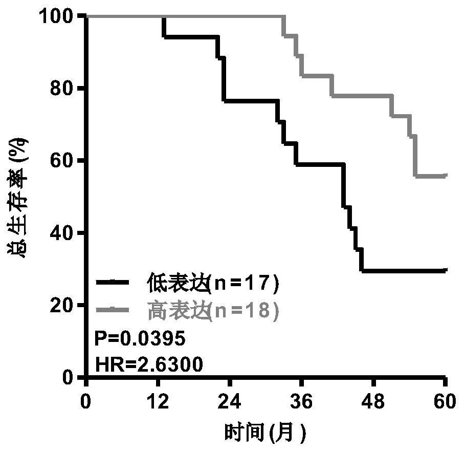 Application of mettl14 gene as a biomarker in the preparation of prognostic detection preparations for lung adenocarcinoma