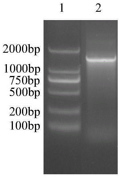 Lignocellulose substance efficient degradation bacterium K24 and application thereof