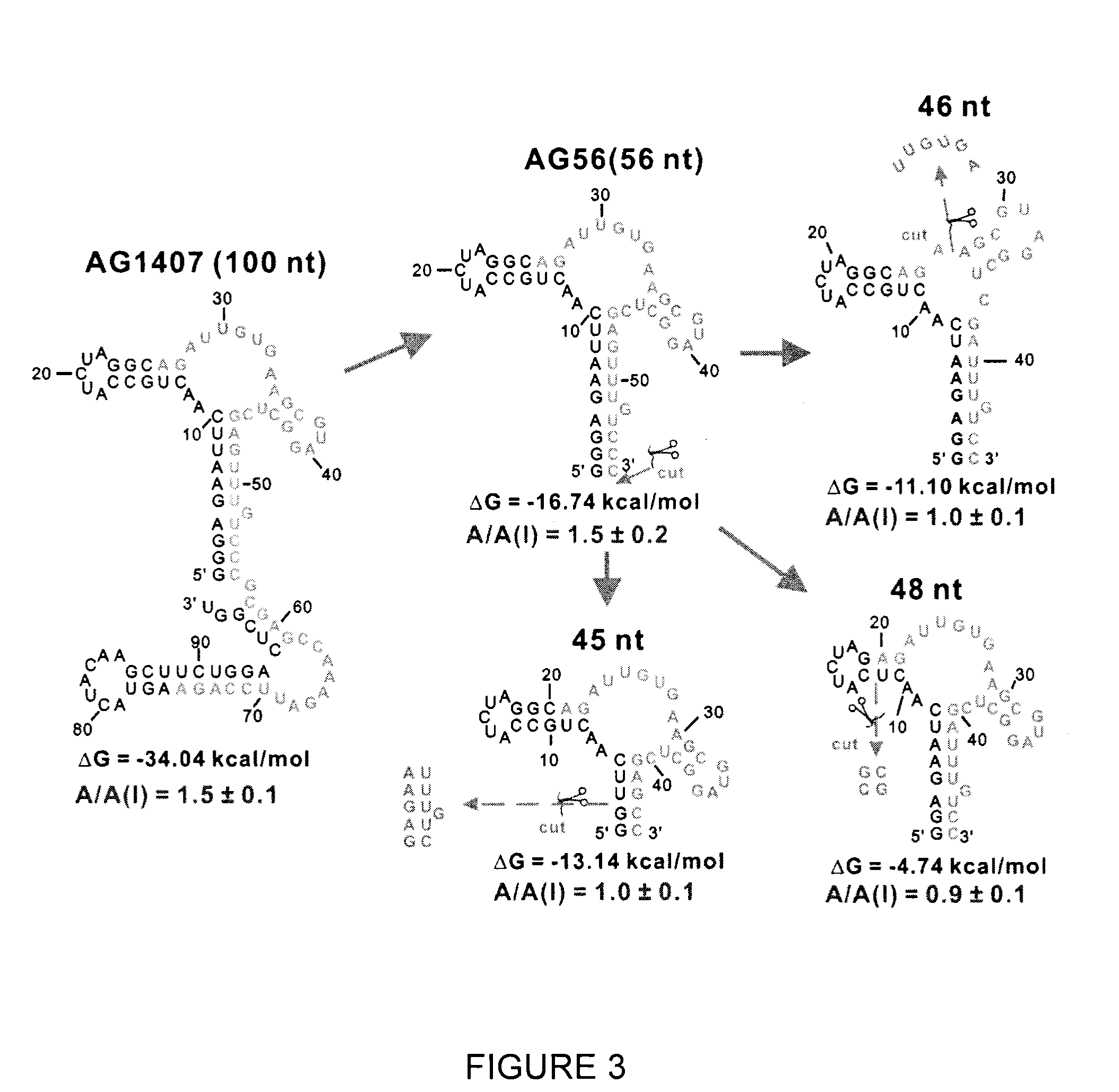 Conformation-selective nucleic acid inhibitors of ampa glutamate receptors