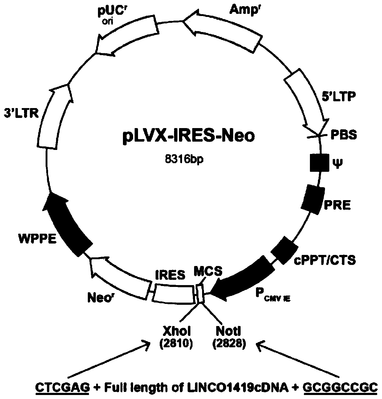 Application of LINC01419 as marker for diagnosing and treating hepatocellular carcinoma