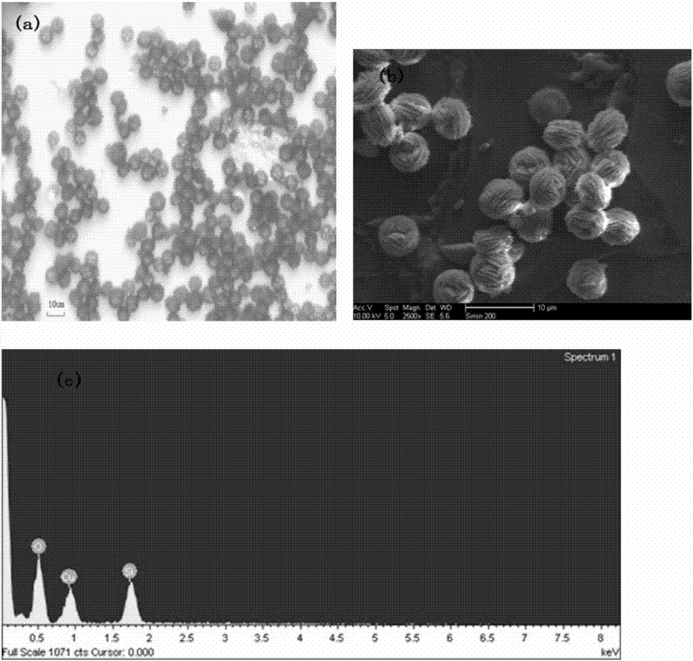 A kind of flaky self-assembled basic copper carbonate curd and its simple preparation method