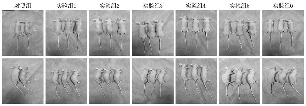 Hair follicle microarray co-culture system and application in medicine for treating pathological alopecia