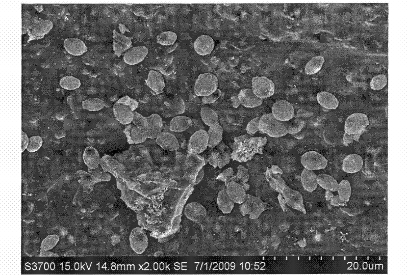 Alcohol preparation method by fermenting cane juice with foamed ceramic immobilized yeast