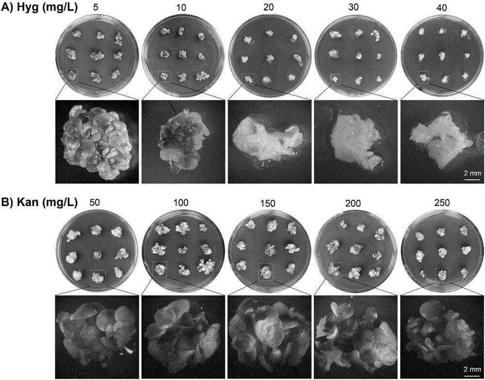 Genetic transformation method for sedum plant