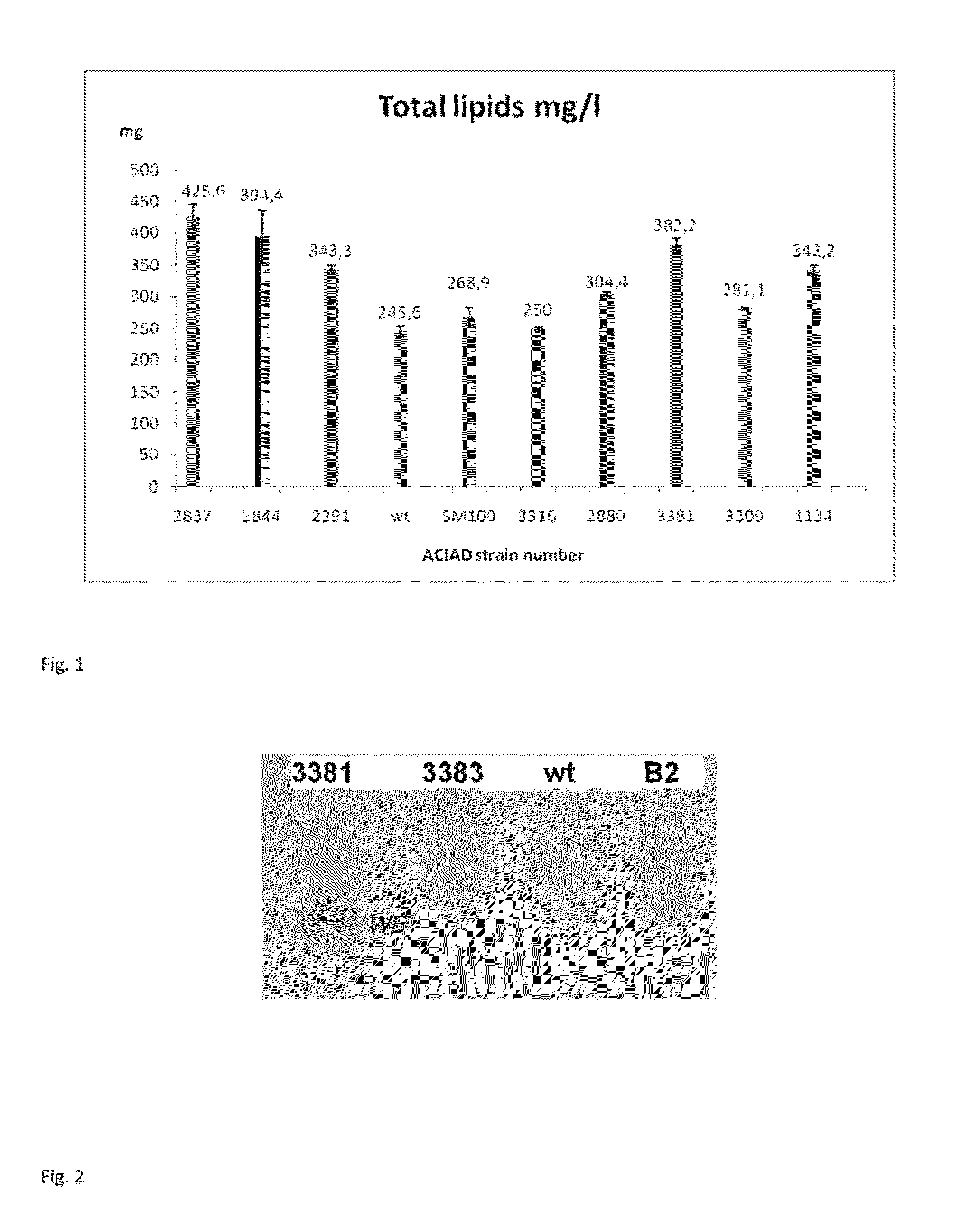 Genetically modified <i>Acinetobacter </i>hosts for lipid production