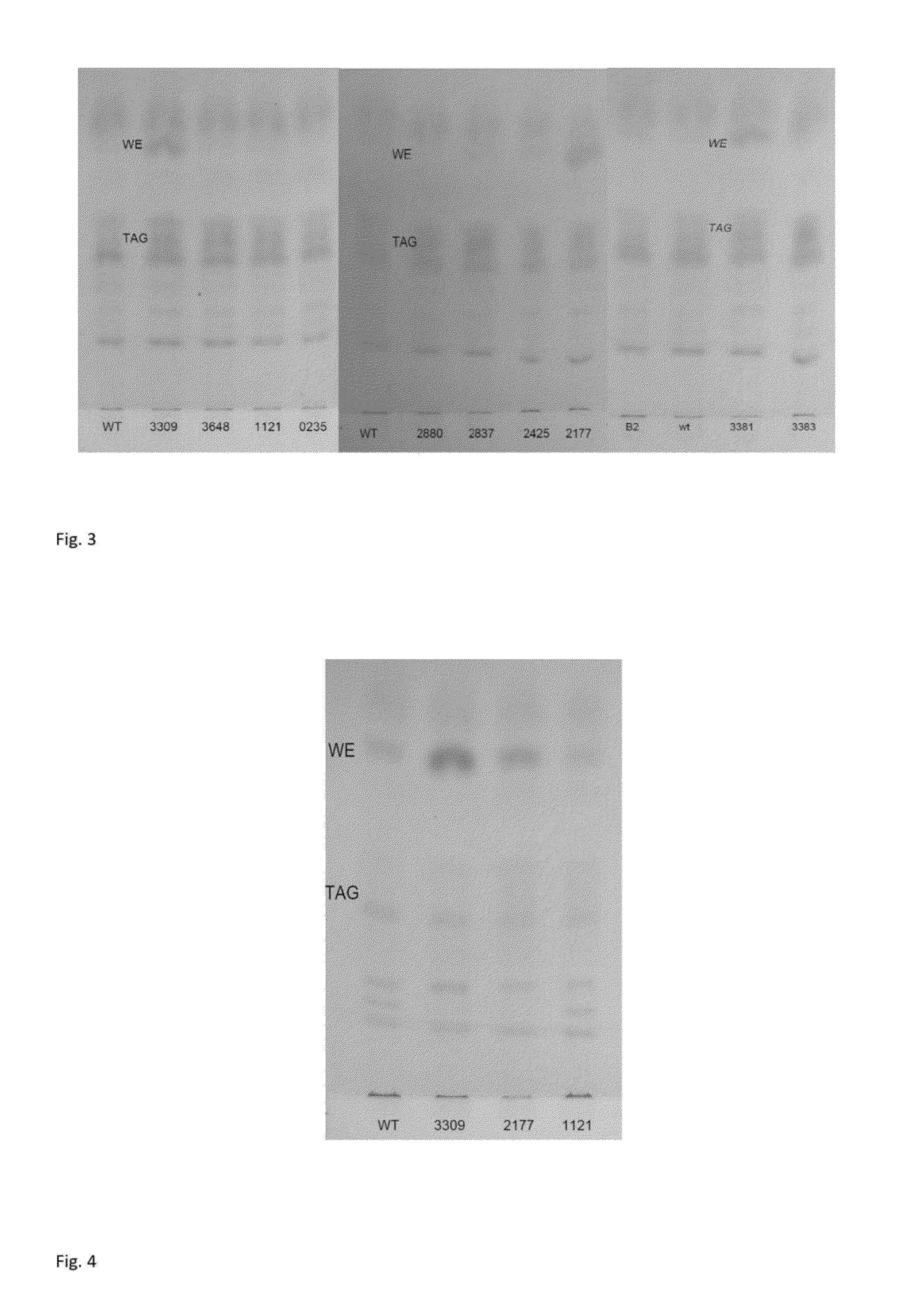 Genetically modified <i>Acinetobacter </i>hosts for lipid production