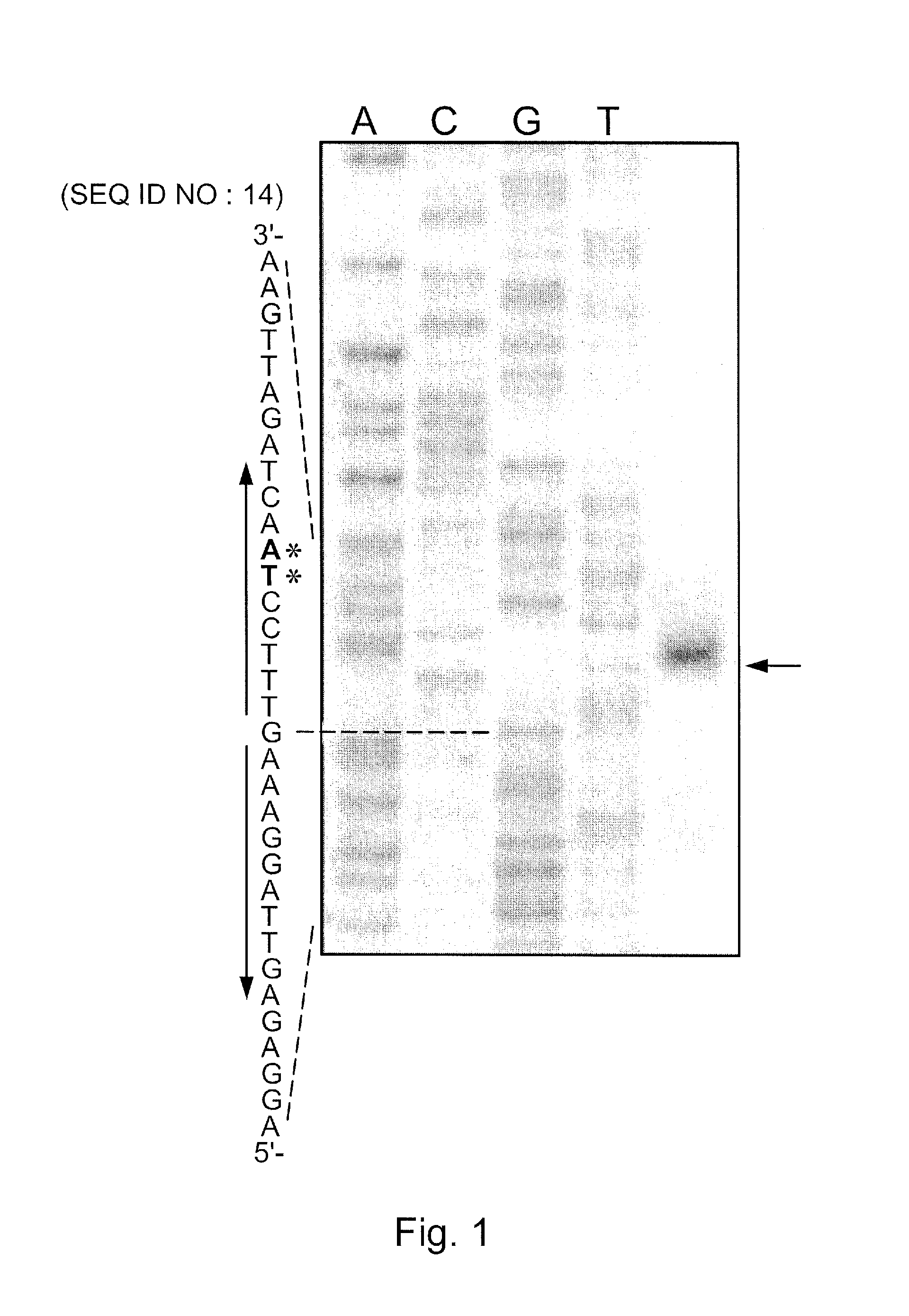 Csnr-deficient actinobacteria for the production of an enzyme having chitosanase activity