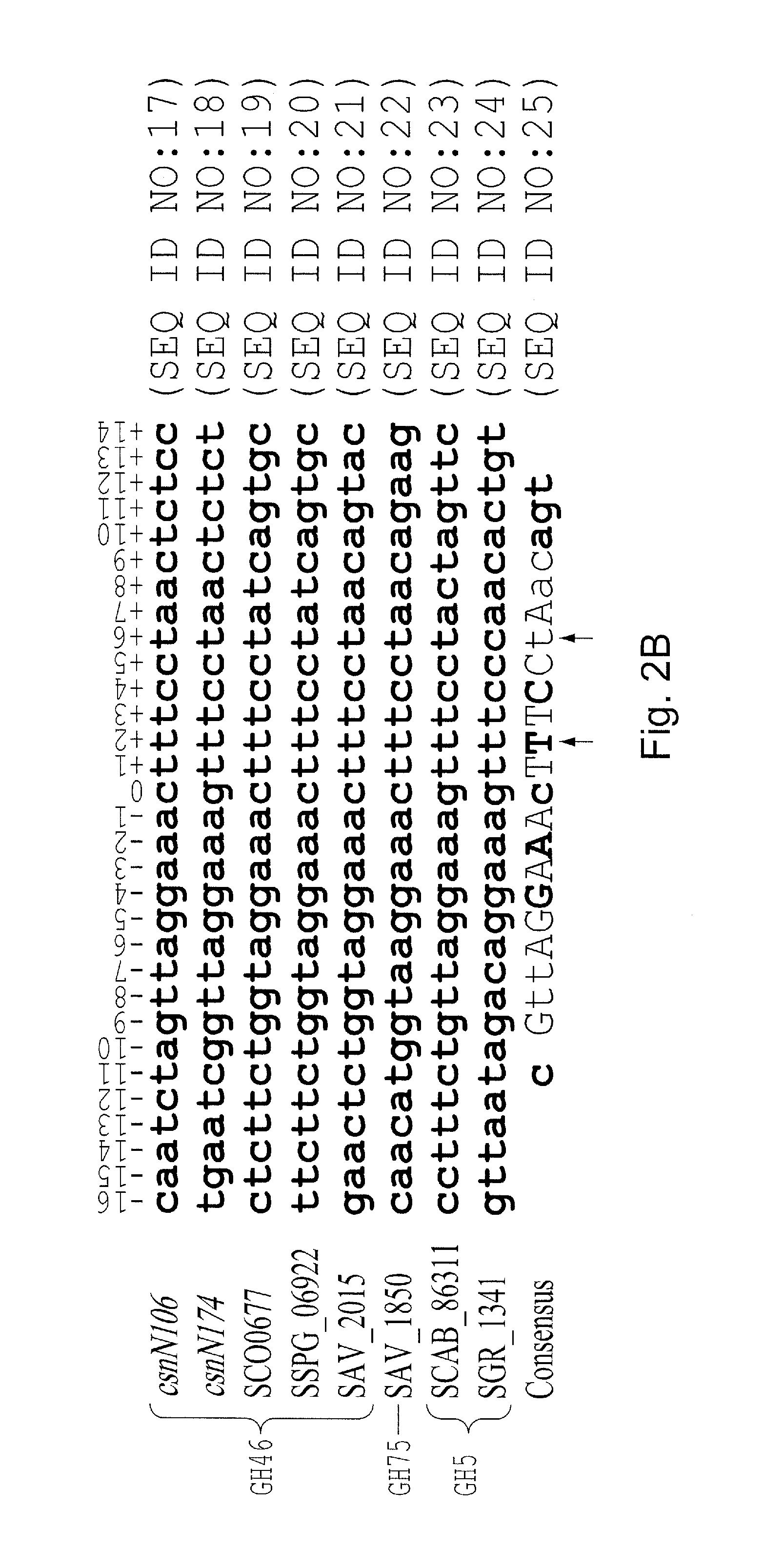 Csnr-deficient actinobacteria for the production of an enzyme having chitosanase activity