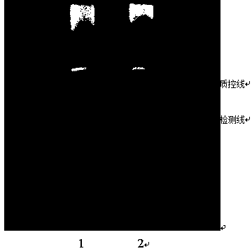 LAMP-LFD (loop-mediated isothermal amplification and lateral flow dipstick) detection kit and detection method for Listeria monocytogenes