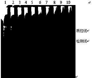 LAMP-LFD (loop-mediated isothermal amplification and lateral flow dipstick) detection kit and detection method for Listeria monocytogenes