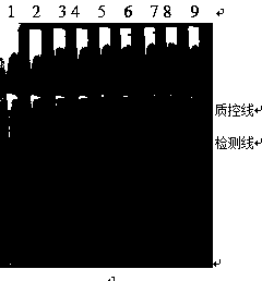 LAMP-LFD (loop-mediated isothermal amplification and lateral flow dipstick) detection kit and detection method for Listeria monocytogenes