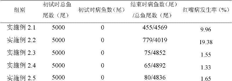 Application of bdellovibrio bdelloplast in preparing bacterial agent for preventing and controlling red mouth disease of scophthalmus maximus