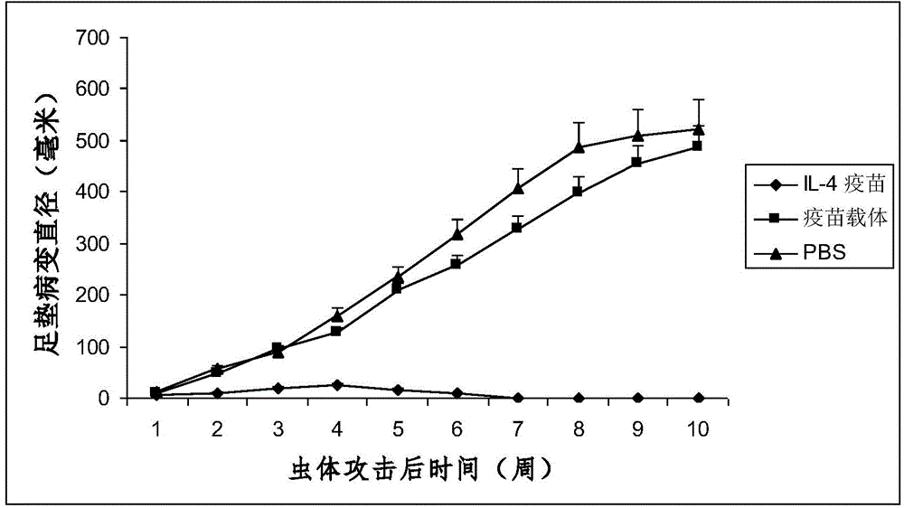 Therapeutic interleukin-4 vaccine capable of treating human or animal chronic tuberculosis