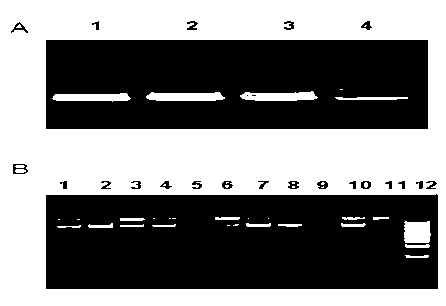 Plant expression vector of Tanba black soybean C2H2 zinc finger protein gene STOP1 and application thereof