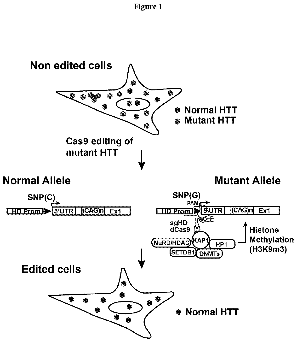 Crispr interference based htt allelic suppression and treatment of huntington disease