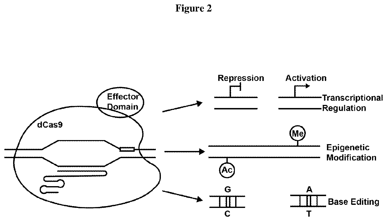 Crispr interference based htt allelic suppression and treatment of huntington disease