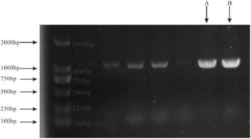 Myrothamnus flabellifolia gene MfbHLH145 and application thereof