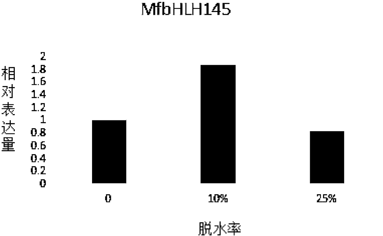 Myrothamnus flabellifolia gene MfbHLH145 and application thereof