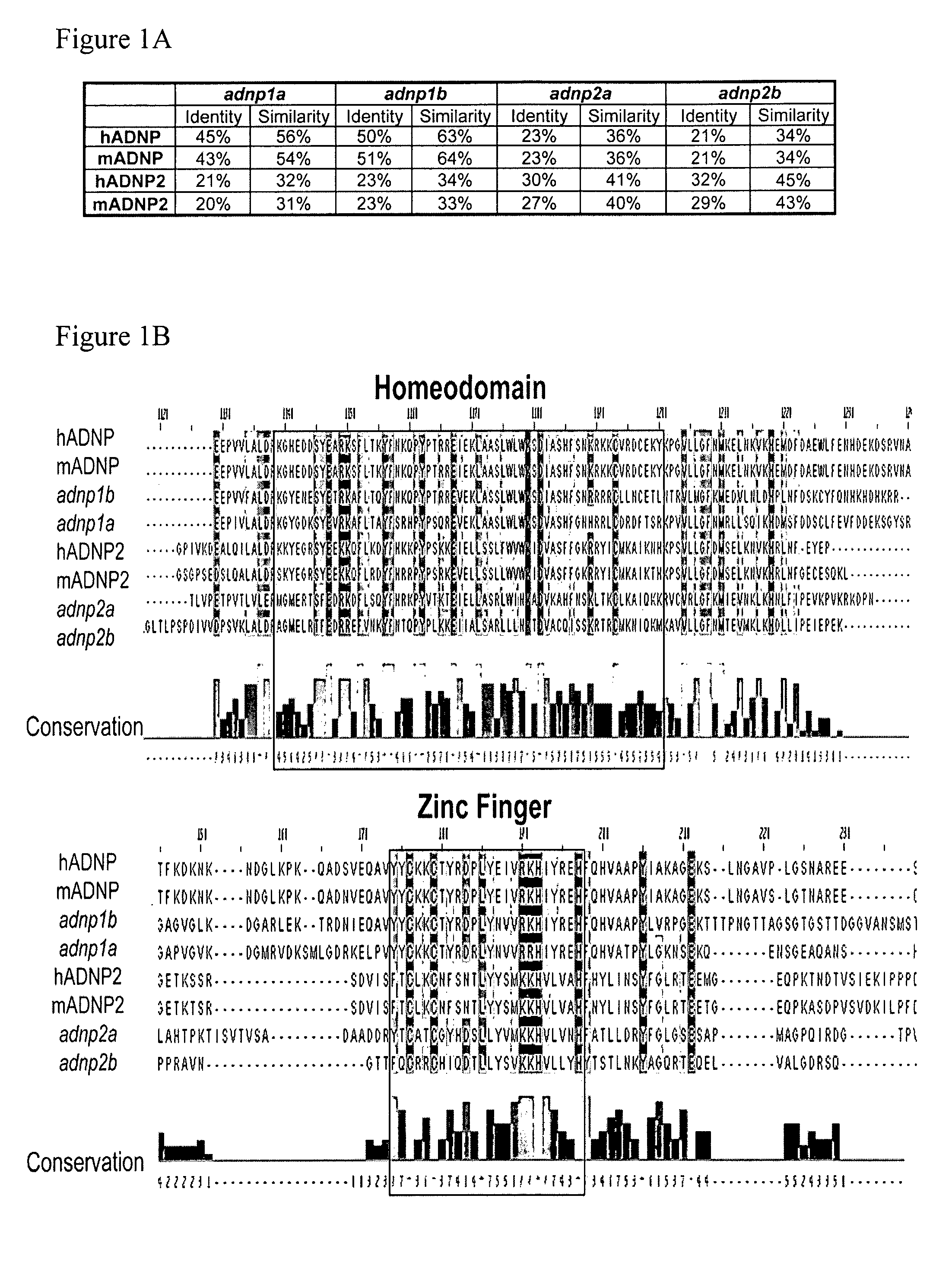 Treatment of anemia by adnp and adnf polypeptides