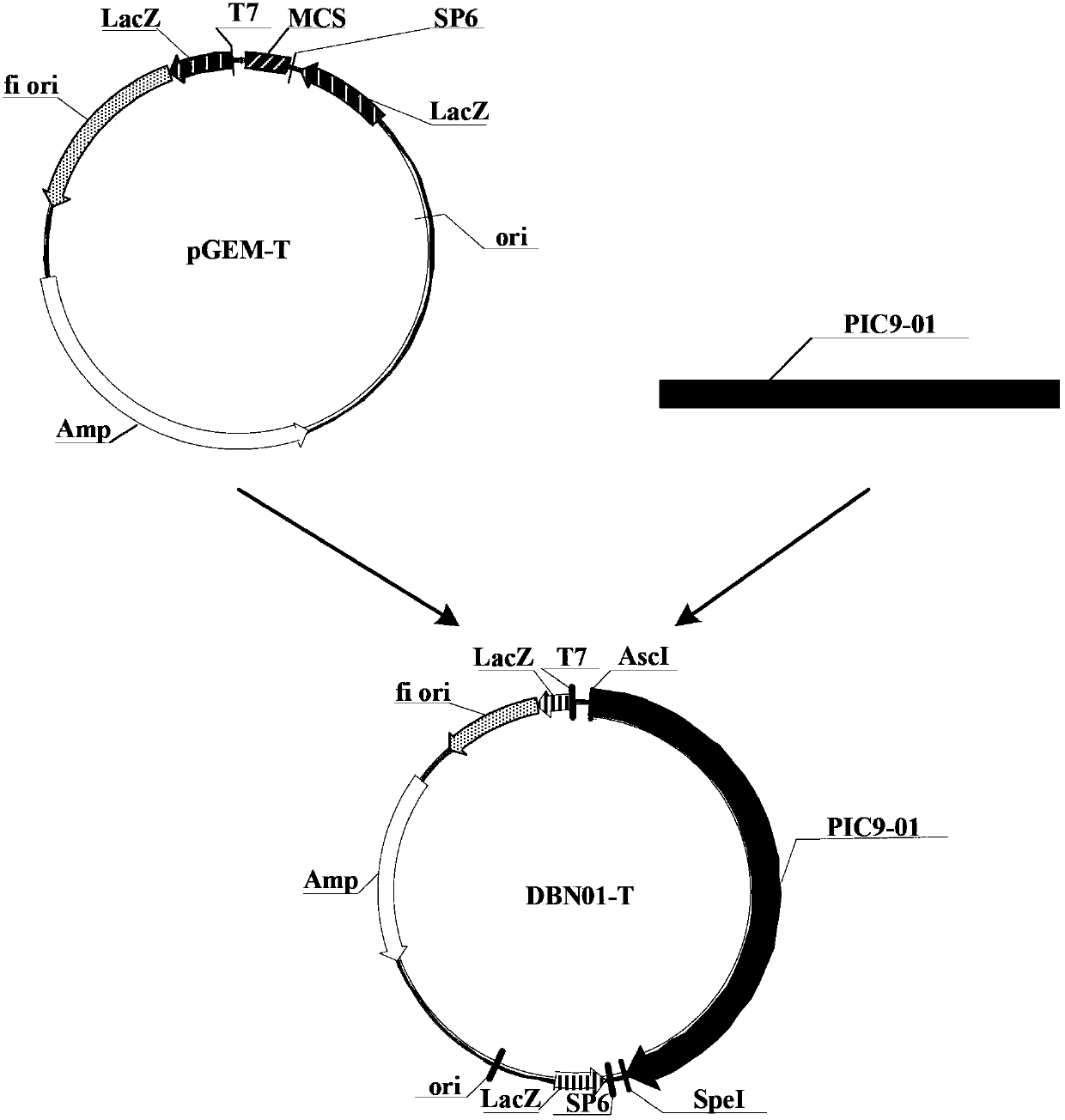 Insecticidal protein, as well as coding gene and application thereof