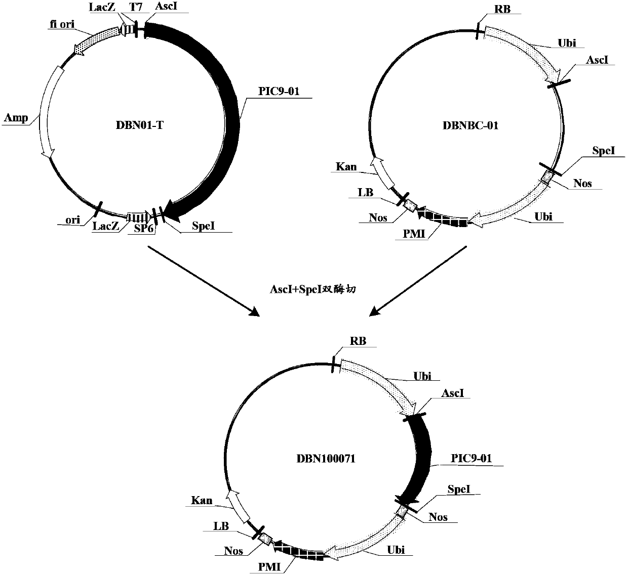 Insecticidal protein, as well as coding gene and application thereof