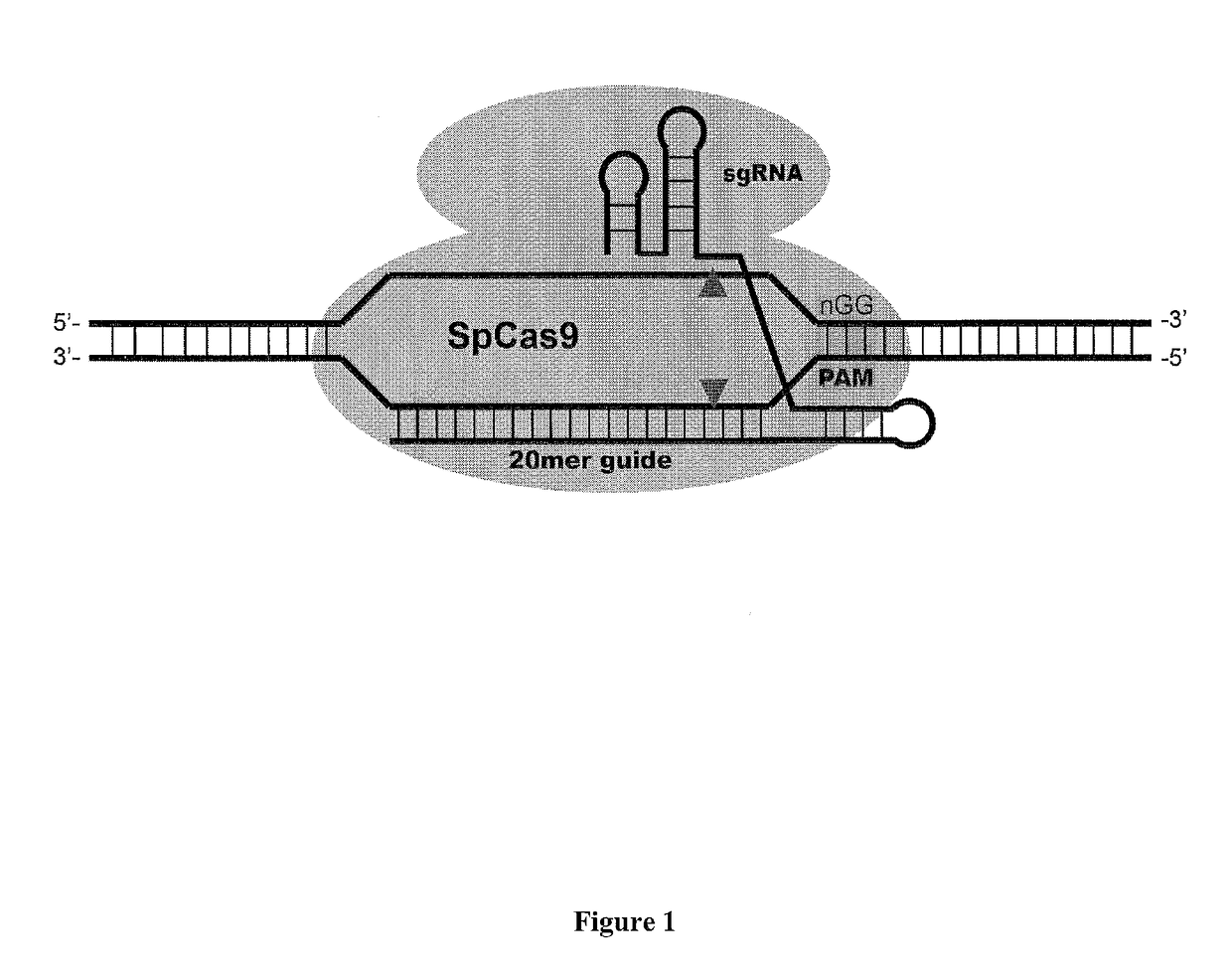 Cas9-DNA targeting unit chimeras