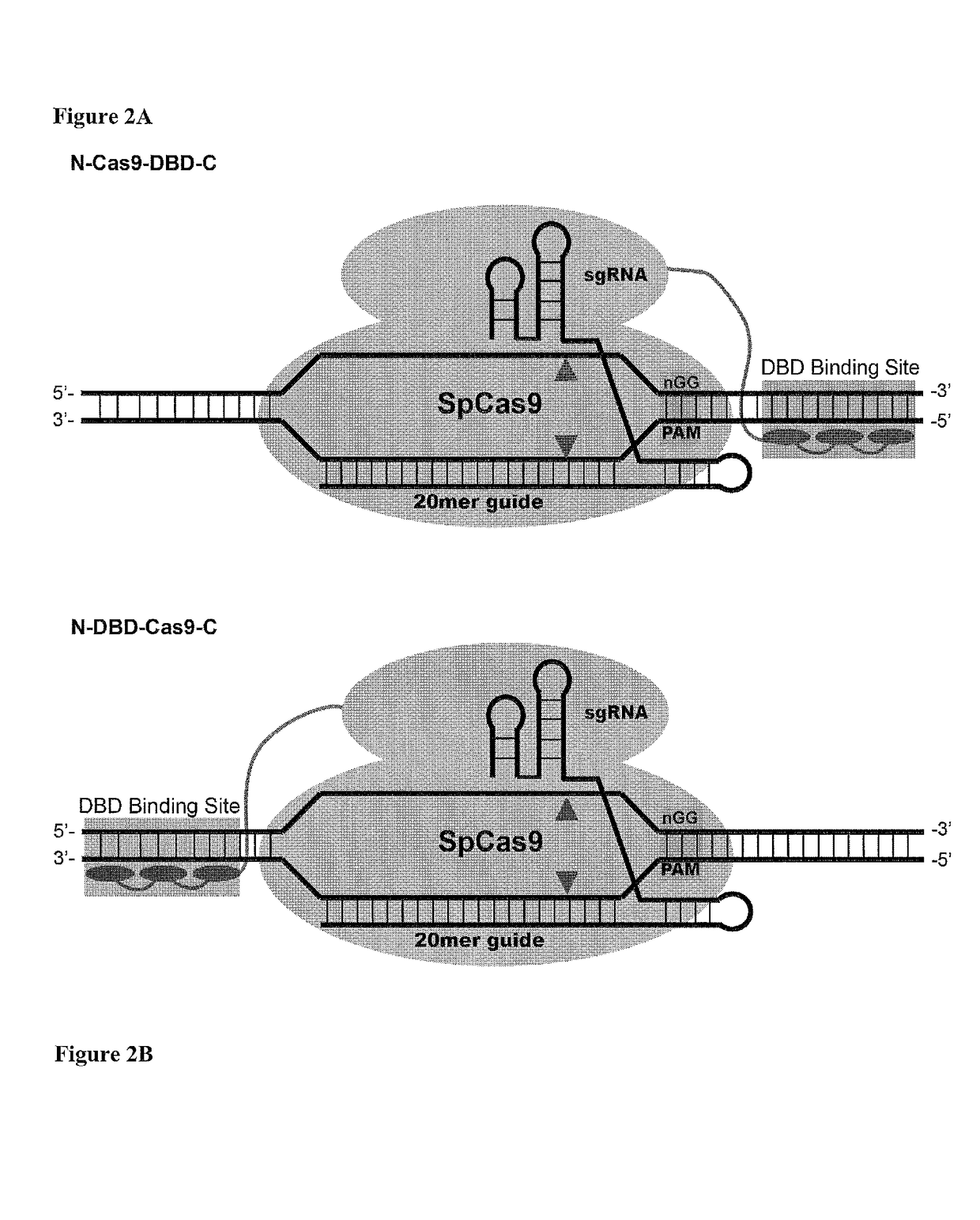 Cas9-DNA targeting unit chimeras