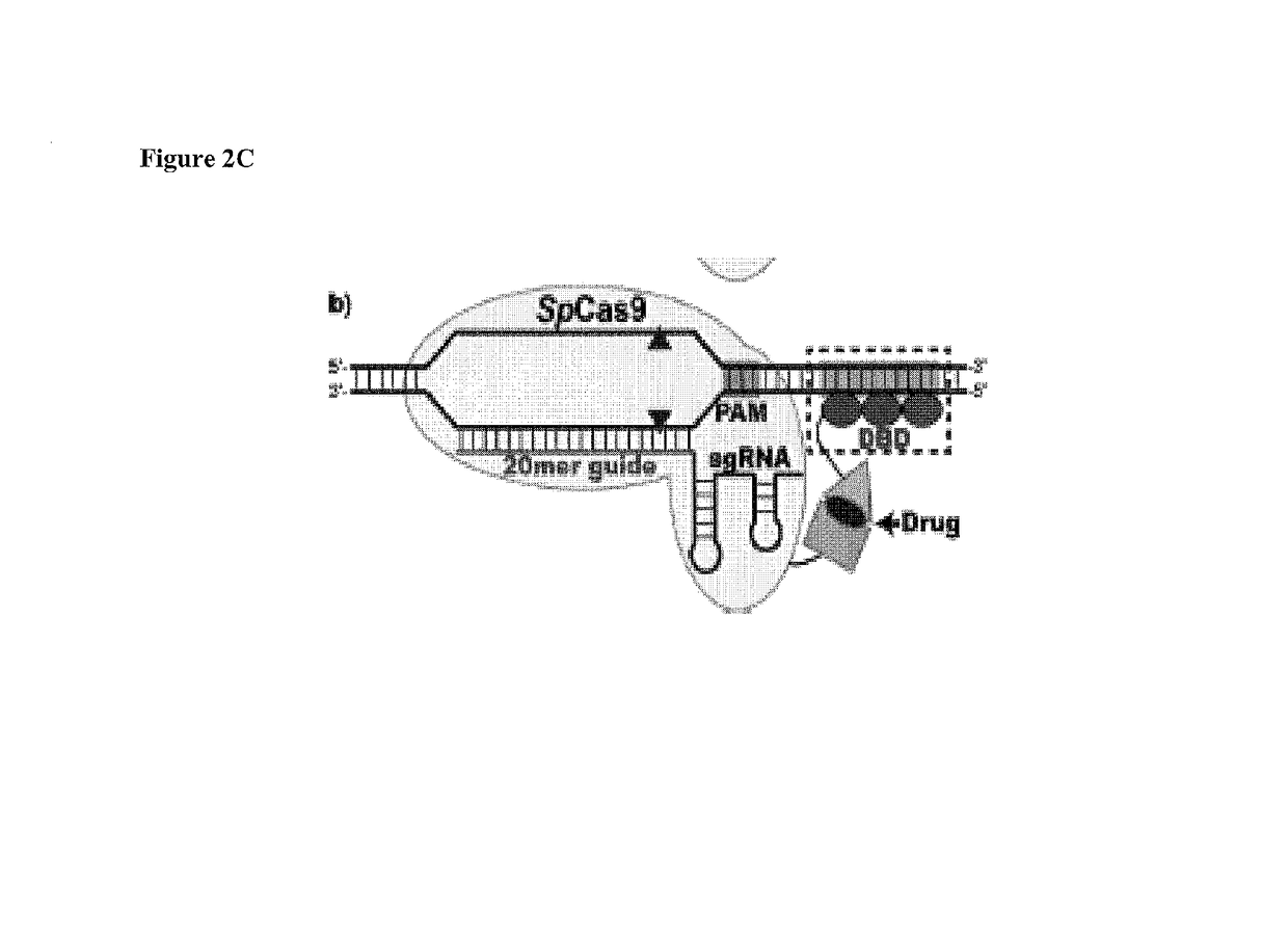 Cas9-DNA targeting unit chimeras