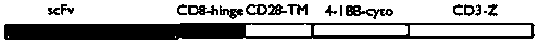 Human mesothelin chimeric antigen receptor and T cell, preparation method and use thereof