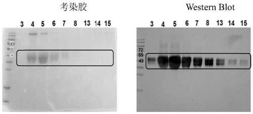 Human mesothelin chimeric antigen receptor and T cell, preparation method and use thereof