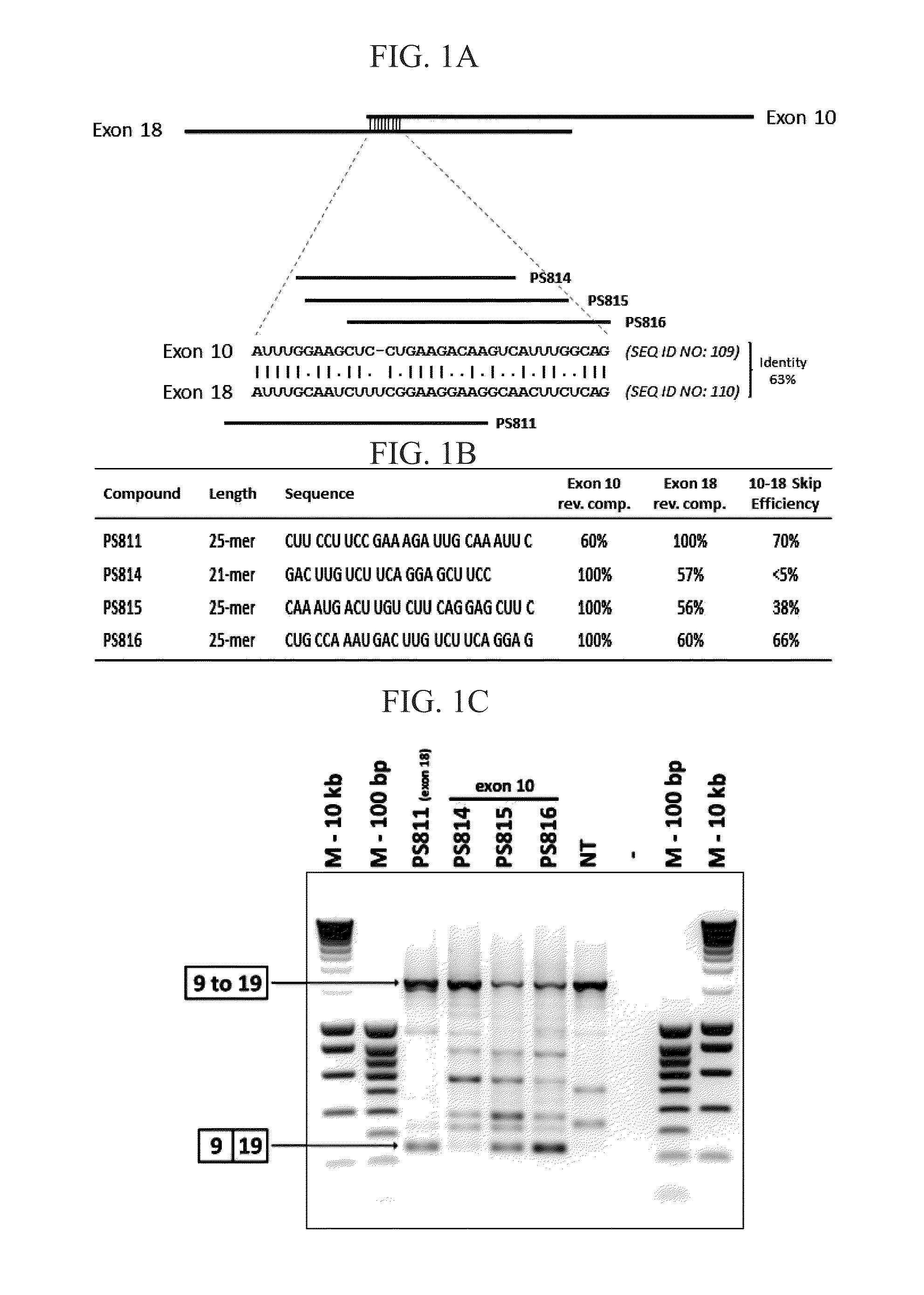 Oligonucleotide for the Treatment of Muscular Dystrophy Patients