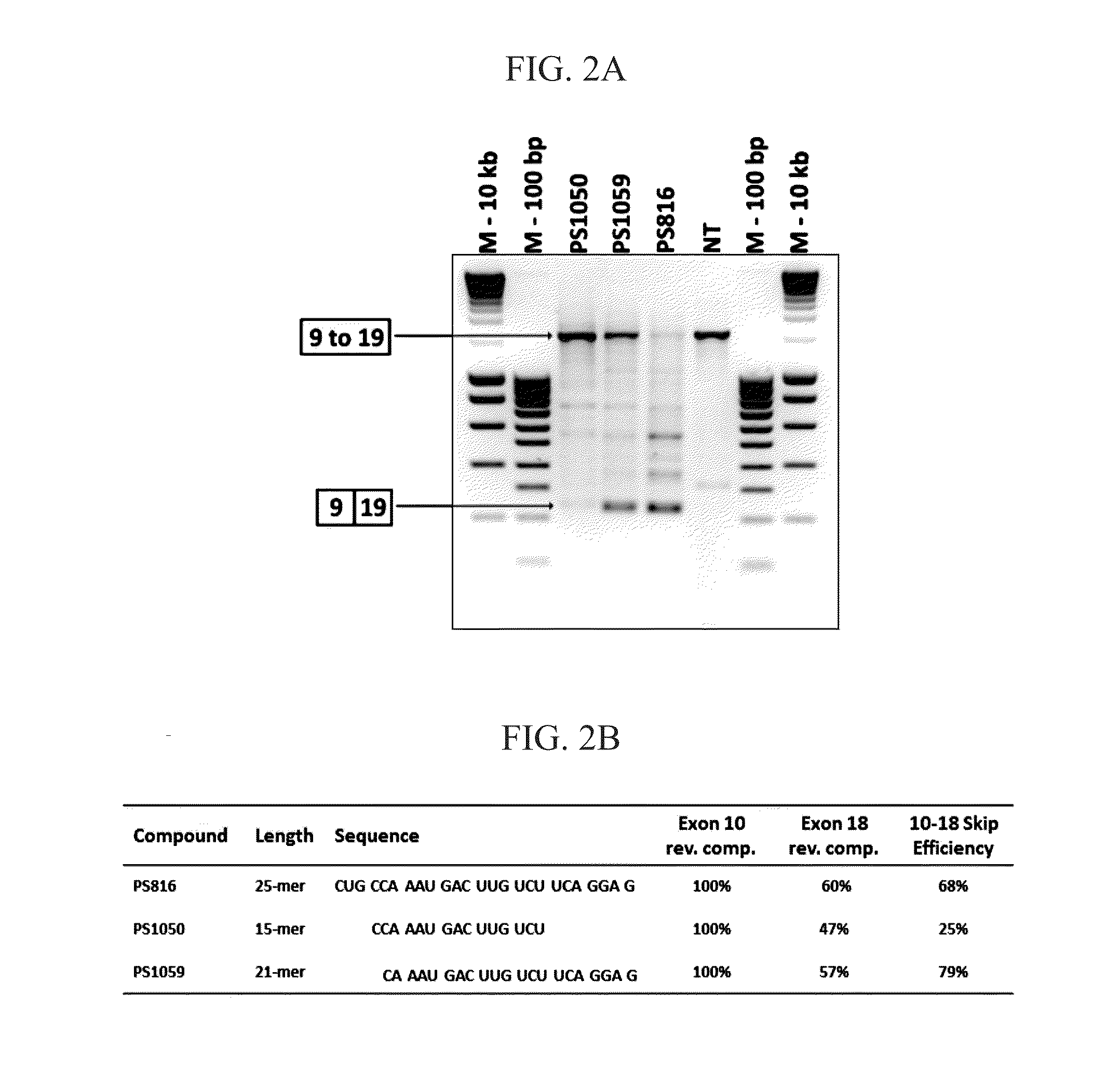 Oligonucleotide for the Treatment of Muscular Dystrophy Patients