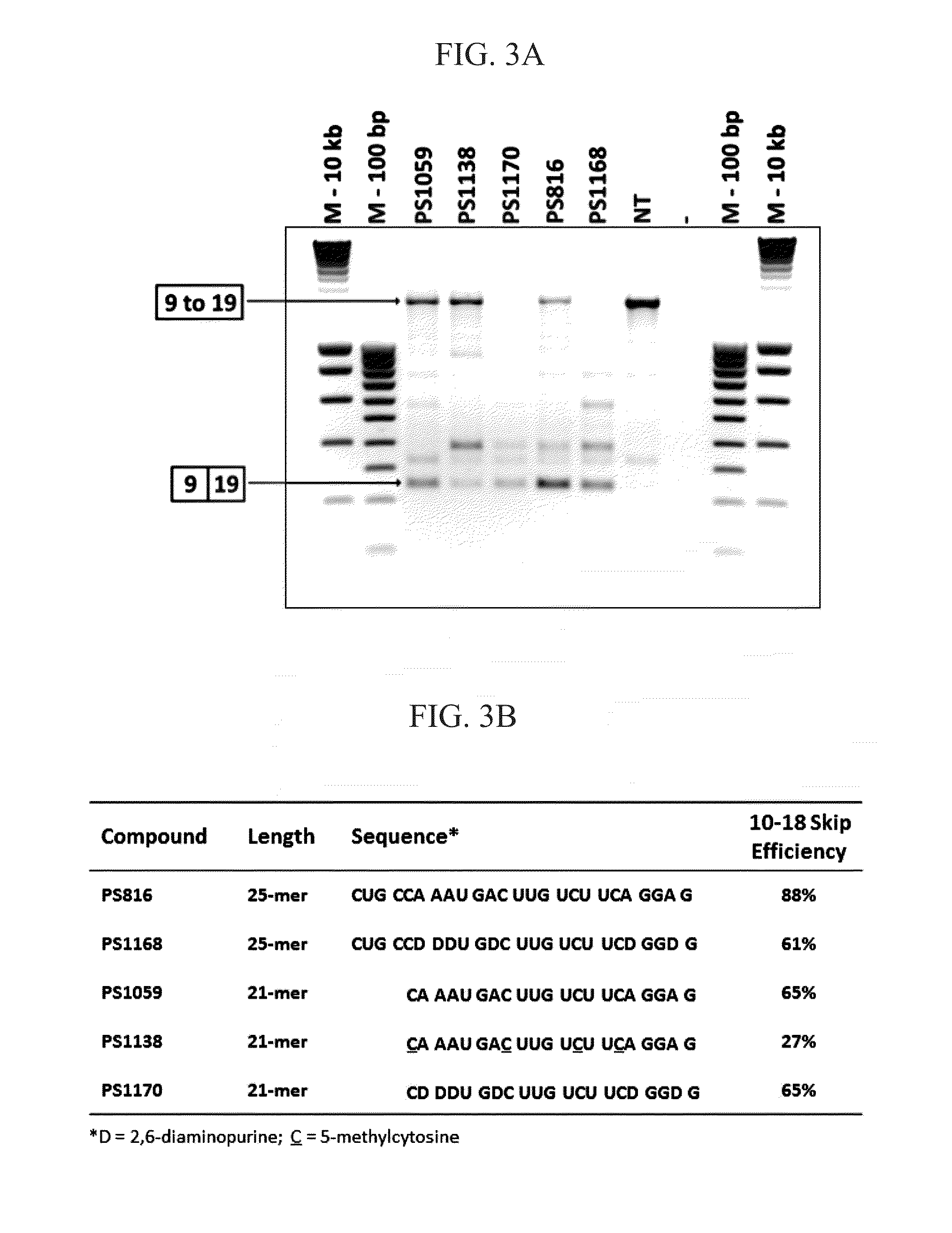 Oligonucleotide for the Treatment of Muscular Dystrophy Patients