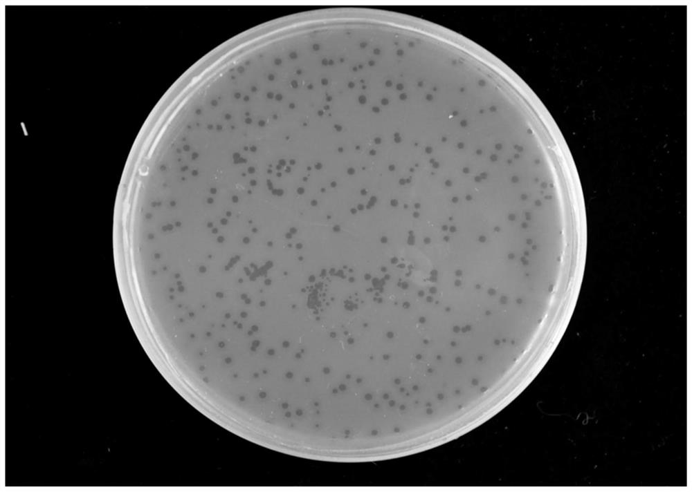 Lyoprotectant for Klebsiella pneumoniae phage, preparation method and application thereof