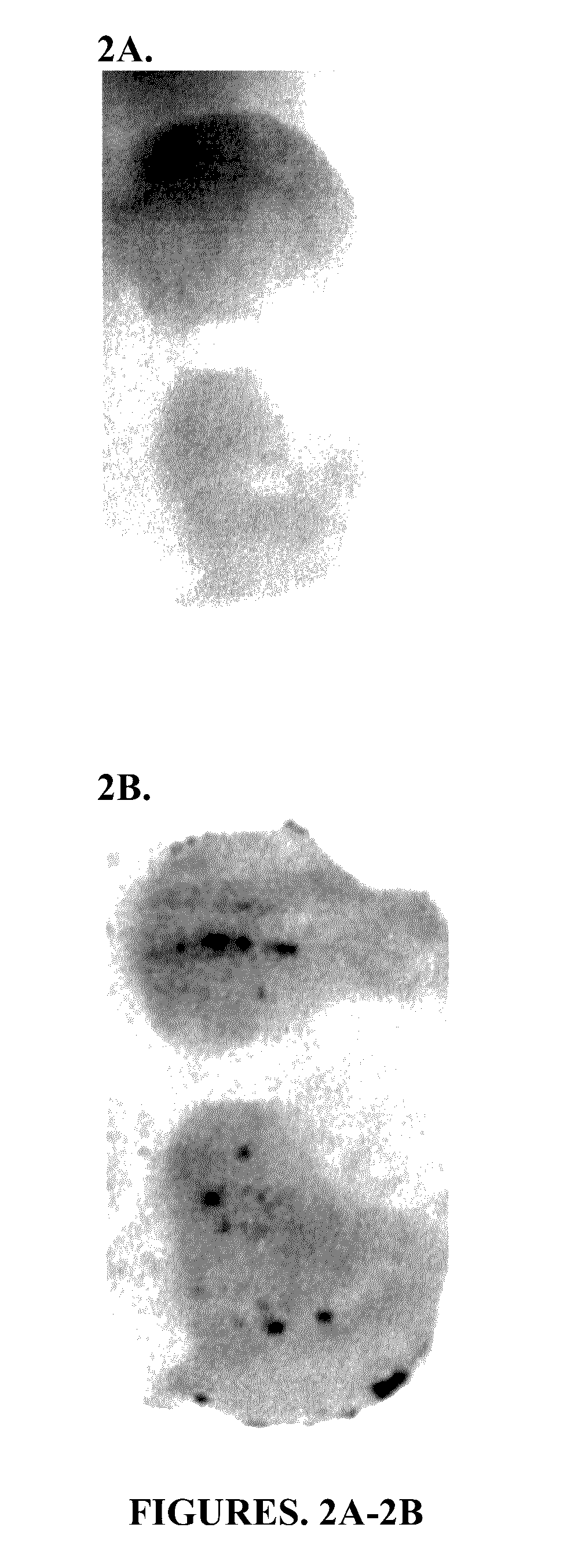 Method to improve safety and efficacy of Anti-cancer therapy