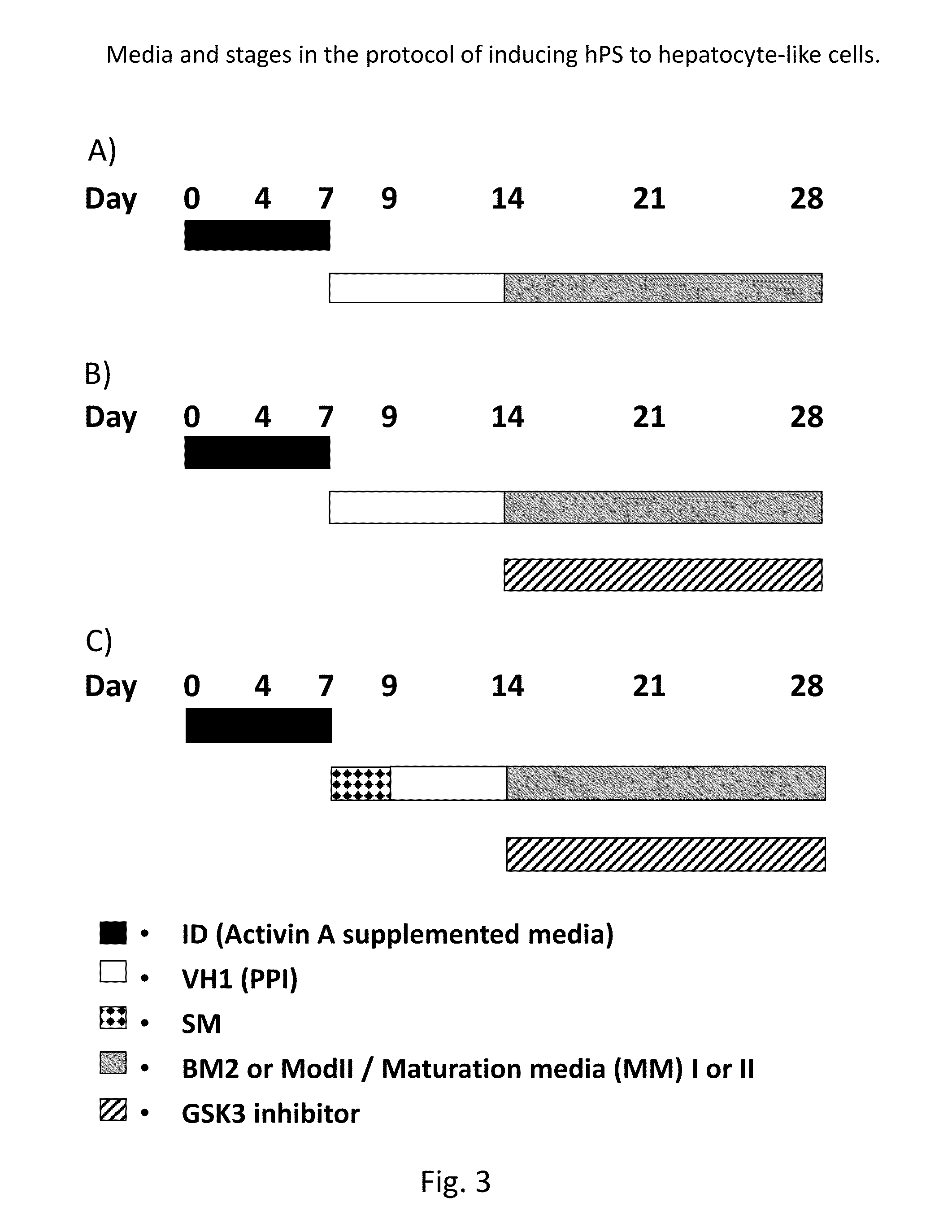 Directed differentiation and maturation of pluripotent cells into hepatocyte like cells by modulation of Wnt-signalling pathway