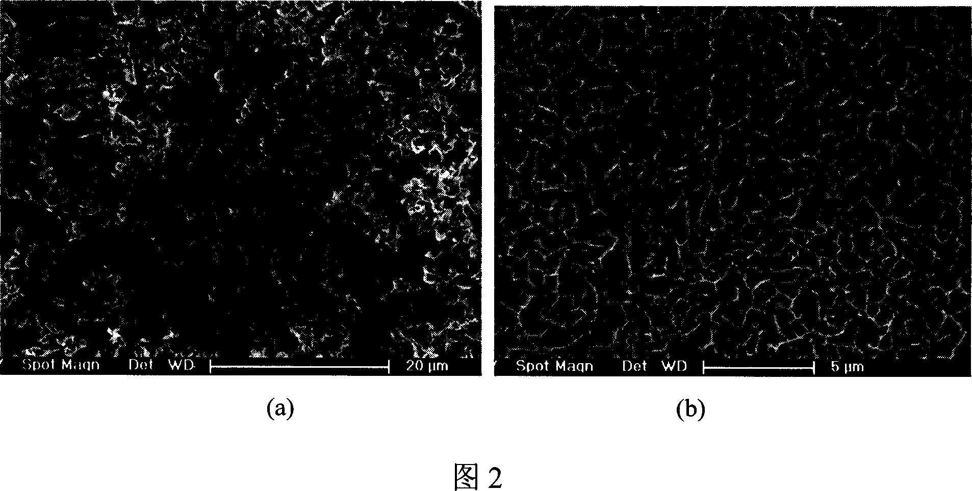 Method for preparing anthoid crystalline magnesium hydroxide film in microcosmic appearance