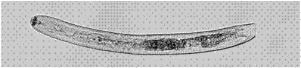 Ha-62292 Protein, encoding gene and application of Heterodera avenae