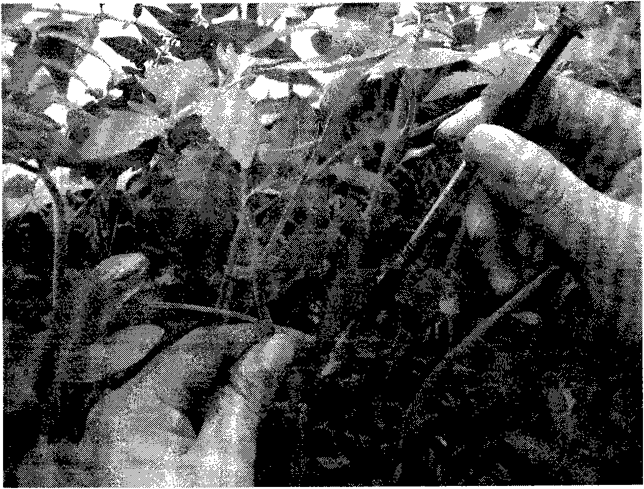 Method for inoculating tomato yellow leaf curl virus by using injector to inject