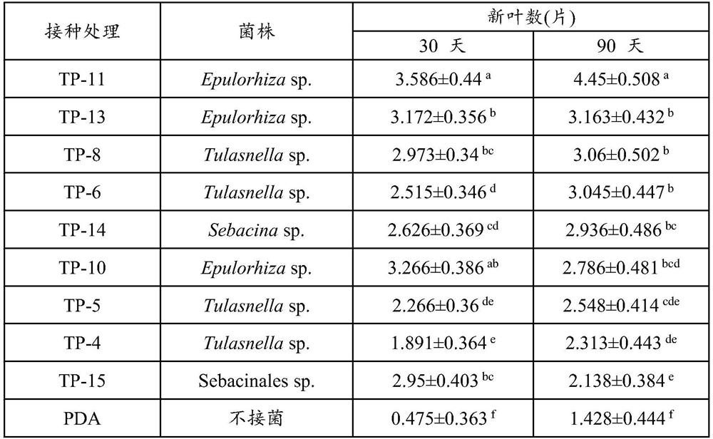 Tumomycorrhiza strain TP-11 with capability of promoting growth of new leaves of dendrobium nobile and application of tumomycorrhiza strain TP-11