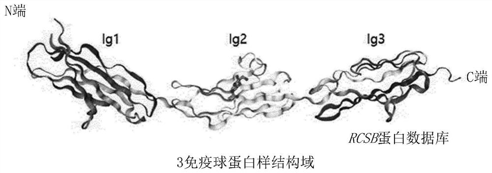 Epitope of regulatory t cell surface antigen and antibody specifically binding thereto