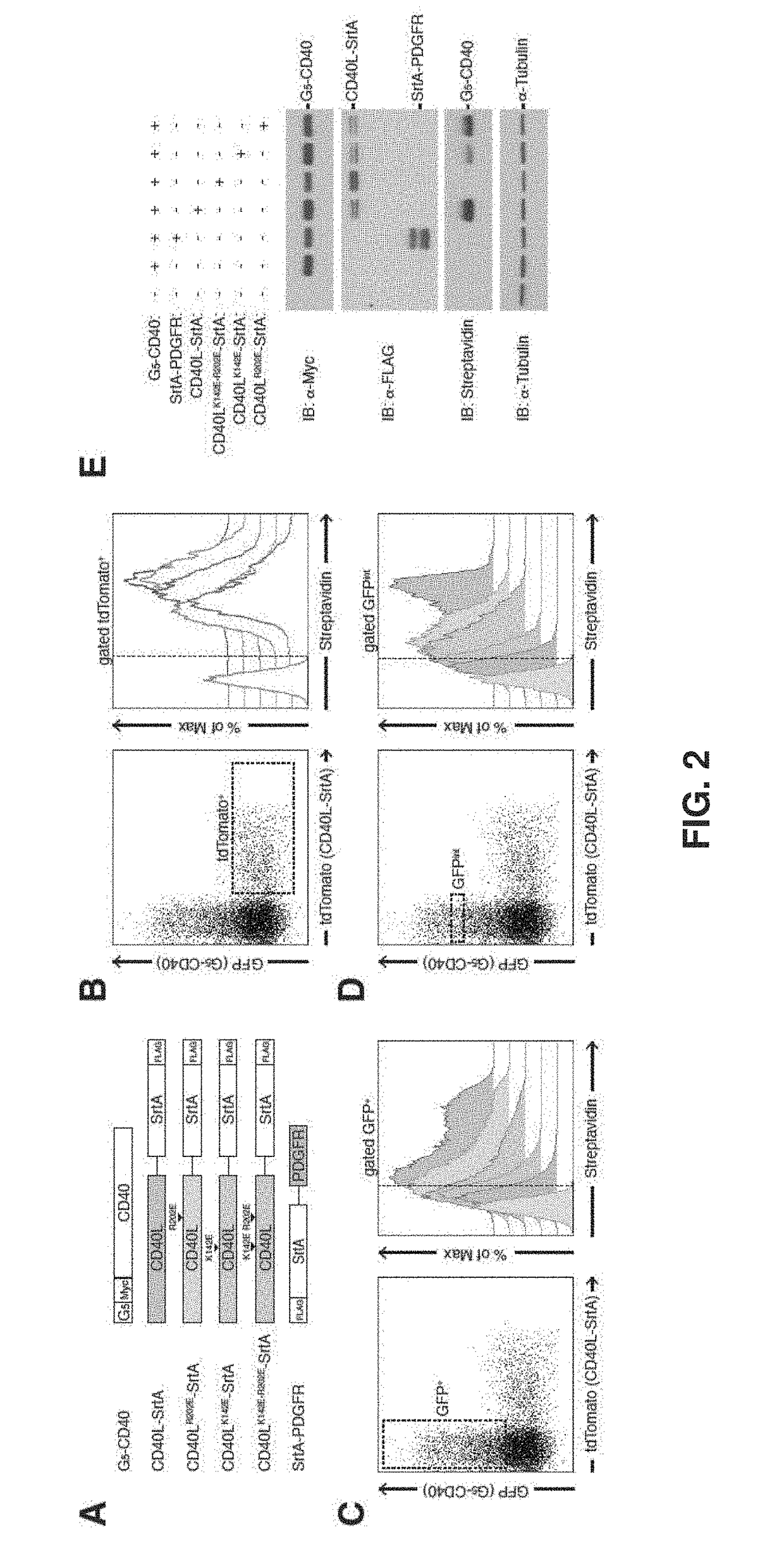 Intercellular labeling of ligand-receptor interactions