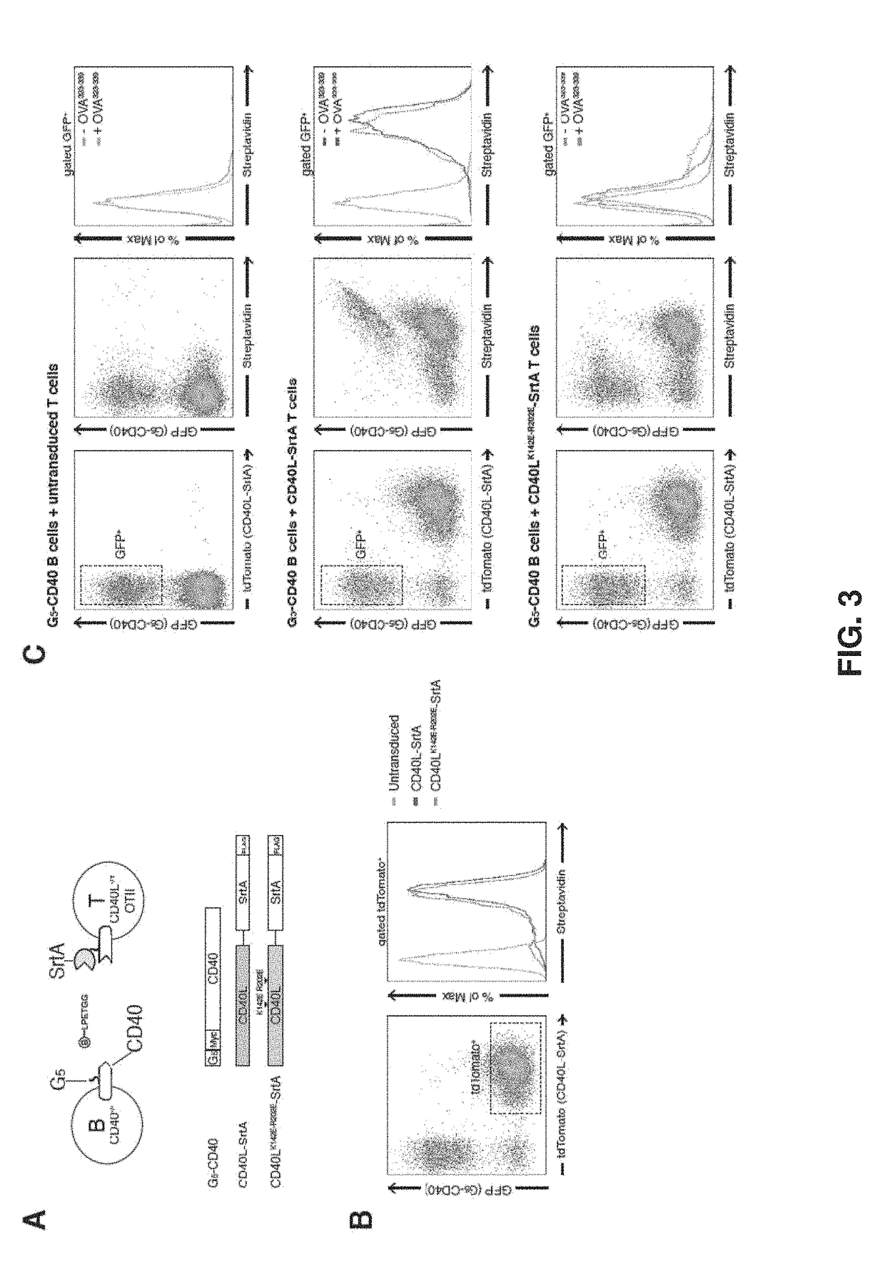 Intercellular labeling of ligand-receptor interactions