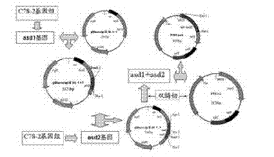 Salmonella choleraesuis double-gene-deletion strain free of resistance marker and application thereof