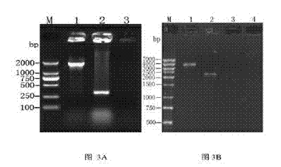 Salmonella choleraesuis double-gene-deletion strain free of resistance marker and application thereof