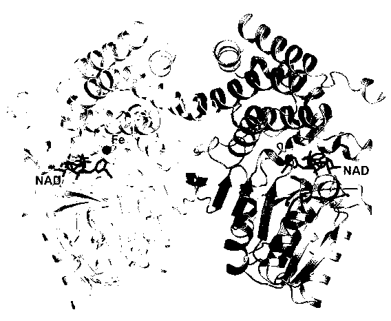 Thermophilic alphanol alcohol dehydrogenase and crystal structure thereof