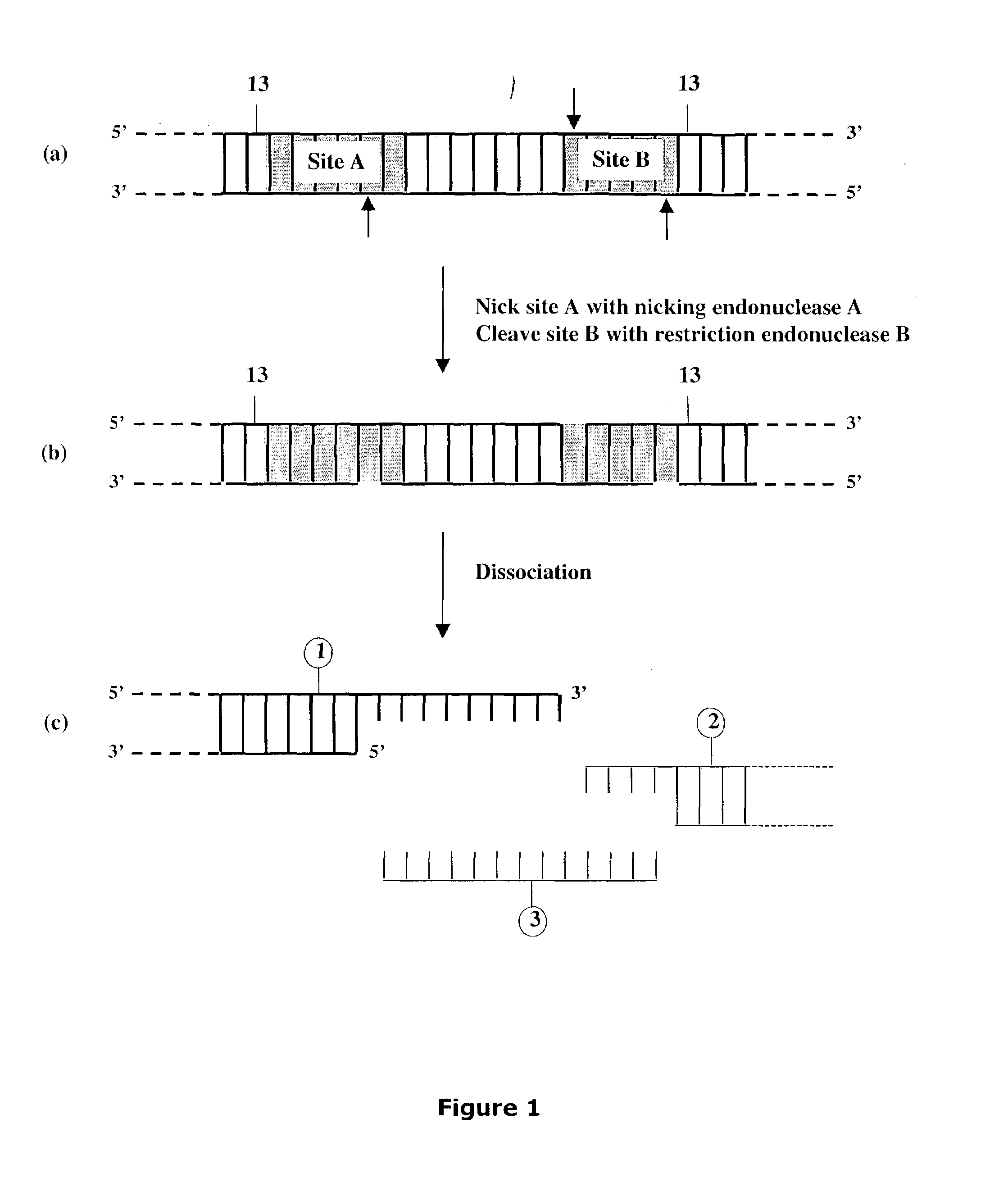 Methods and compositions for DNA manipulation