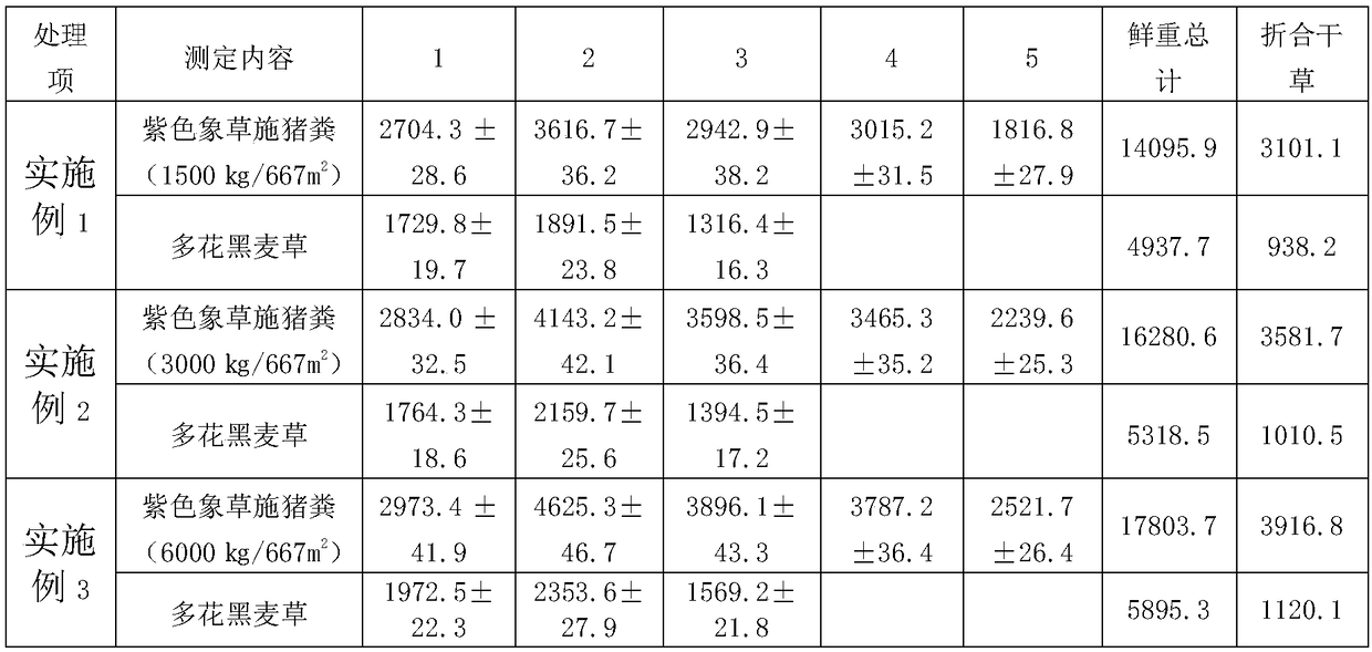 Method for purifying heavy metal elements namely copper and zinc in pig manure by utilizing forage cultivation