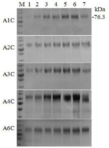 Engineering bacterium capable of efficiently expressing chitinase and plant growth promoting application