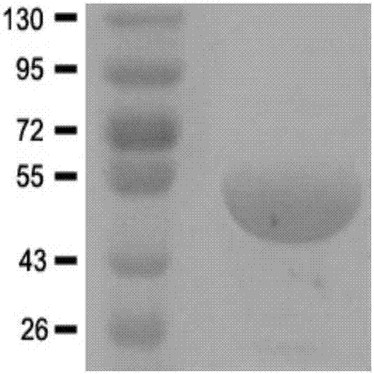 UGD gene in kelp, protein thereof and application